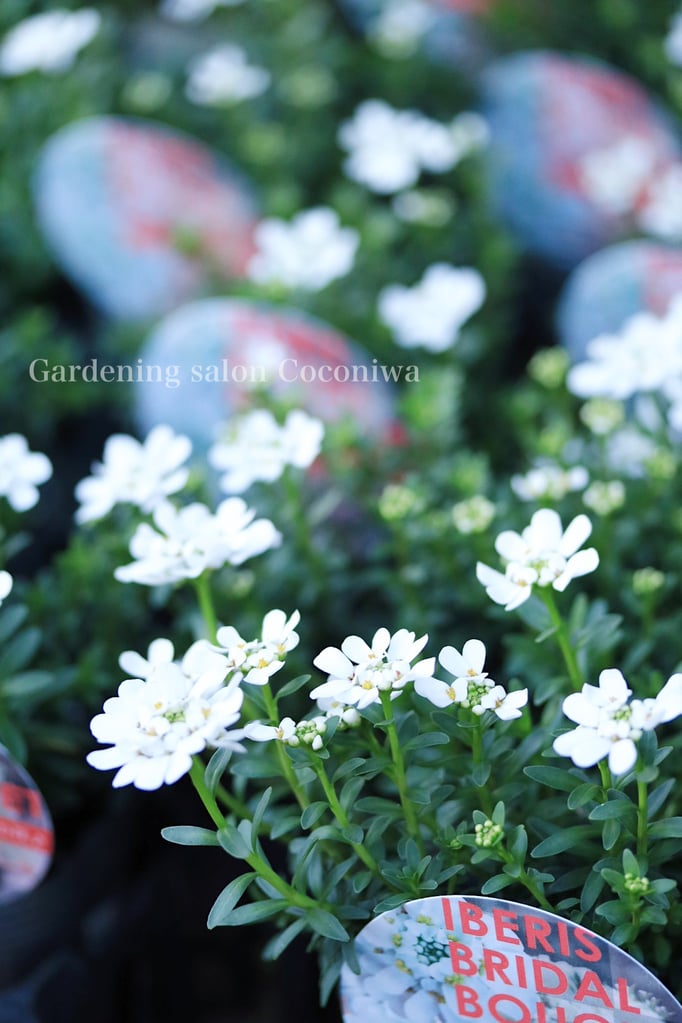 イベリスブライダルブーケ