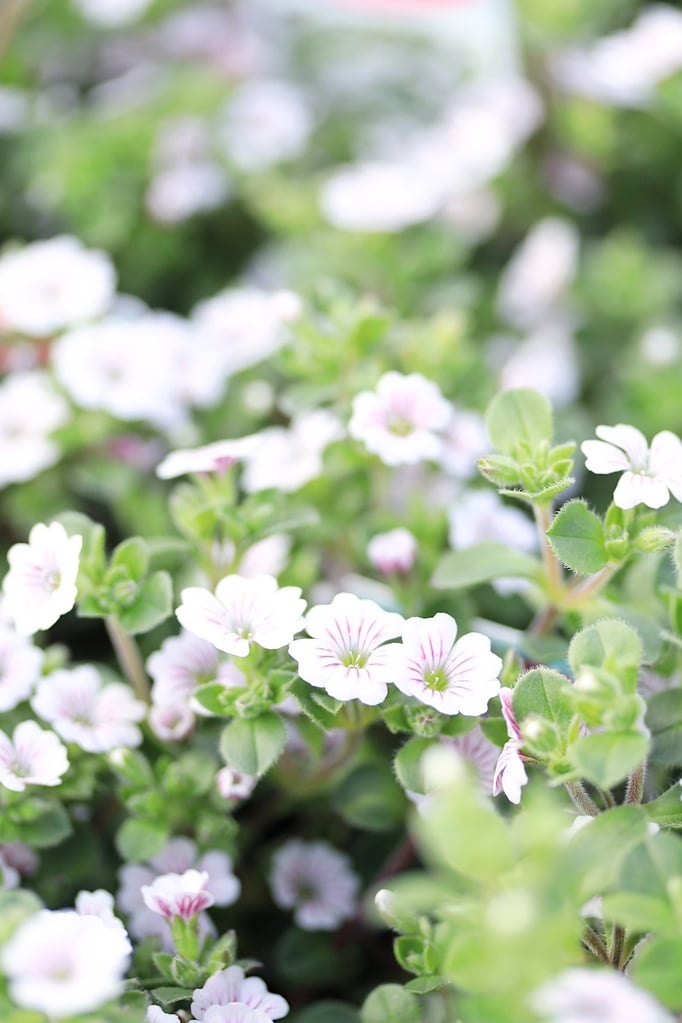 カーペットカスミソウ