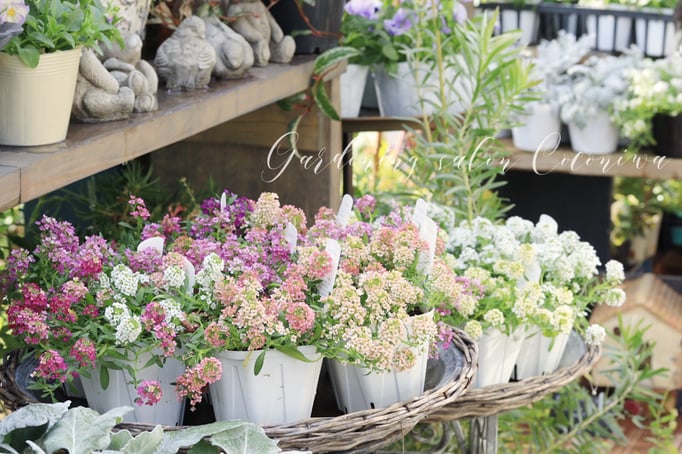 スイートアリッサム