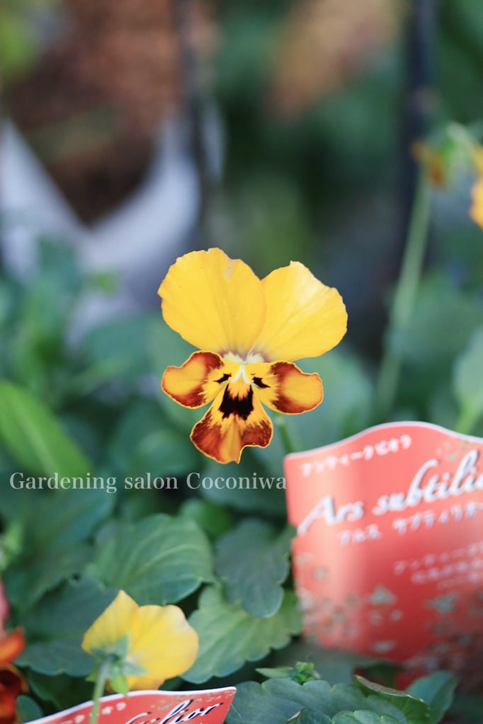 アルスサブティリオール