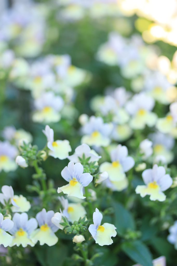 ネメシアピンクレモネード