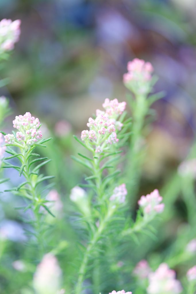 ライスフラワー