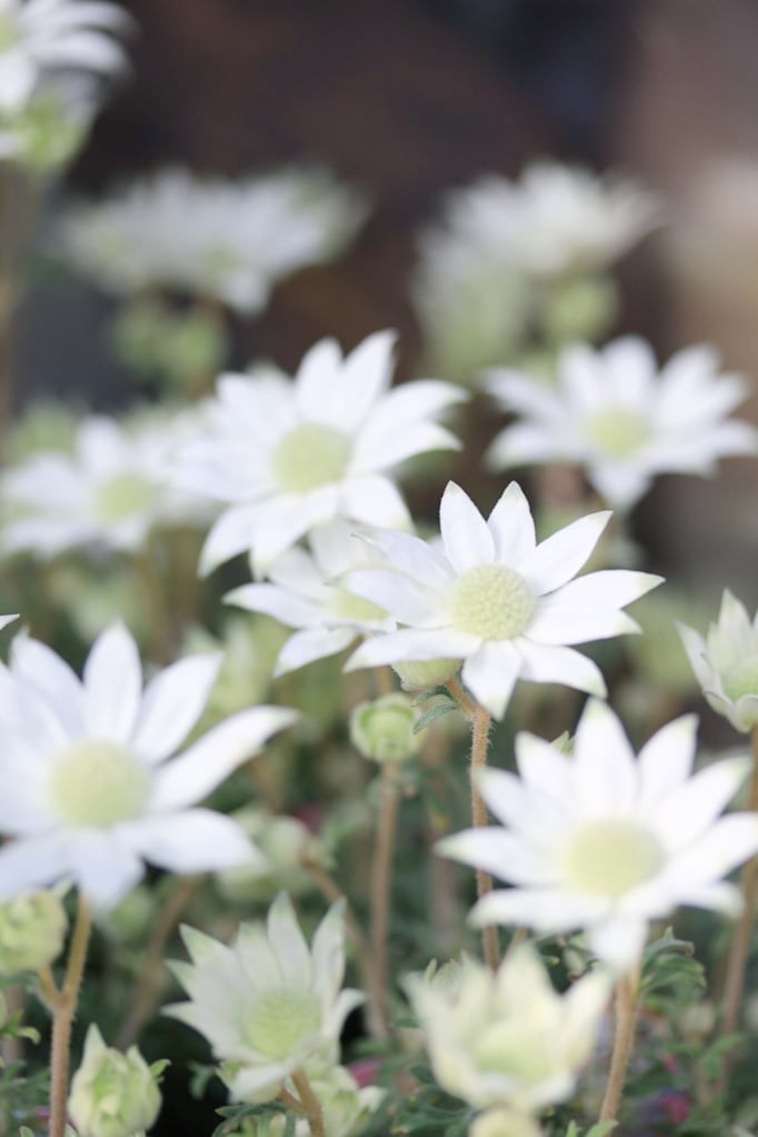 小輪フランネルフラワー天使のウィンク　