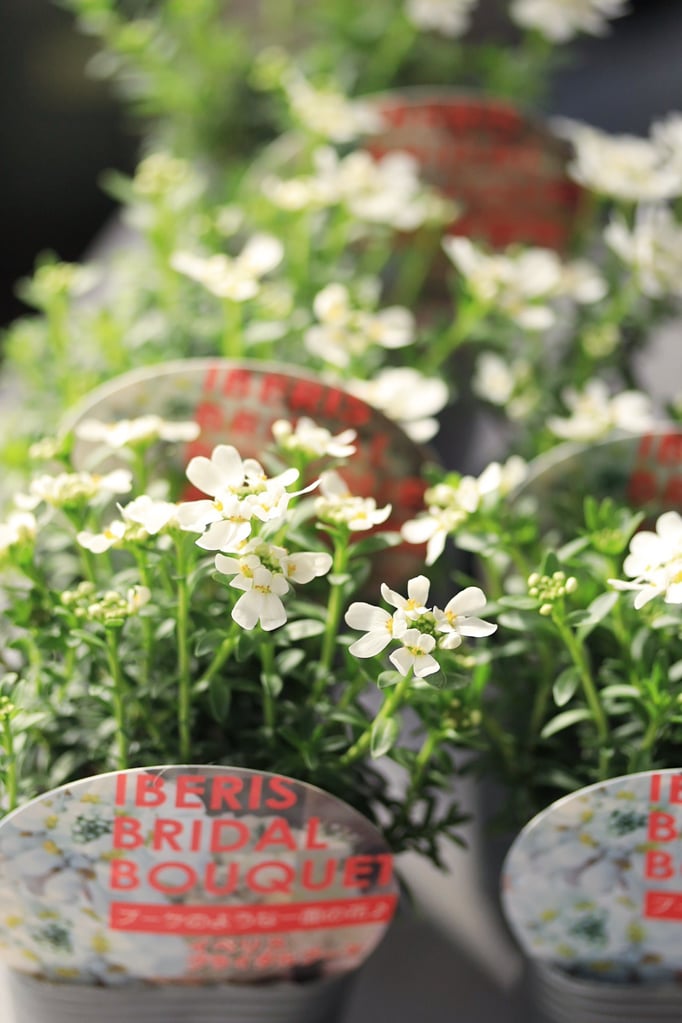 イベリスブライダルブーケ