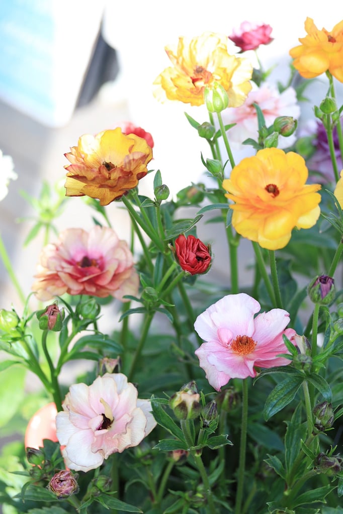 ラナンキュラスラックス