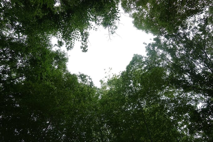 2020/07 目黒区中央緑地公園