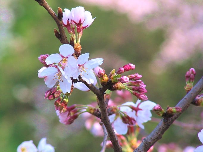 2023/3　桜（東山公園）　せいめいくん
