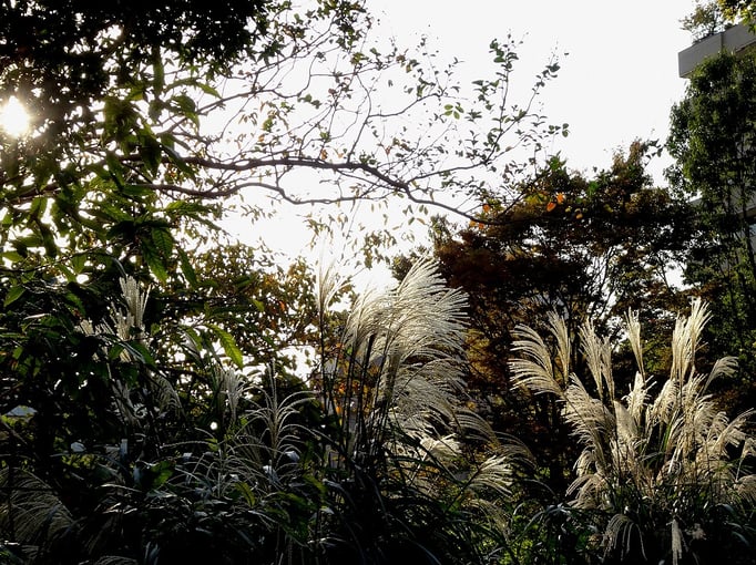 2019/10中目黒公園　 by  @&@