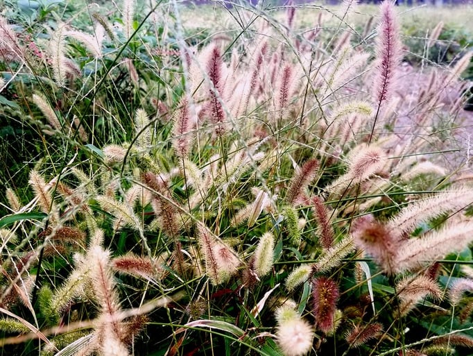 2022/11　秋色（五本木３丁目）　せいめいくん