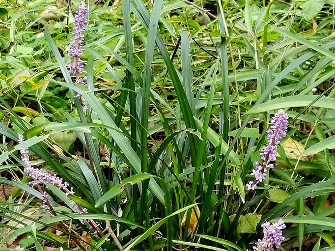 2018/09ヤブラン（駒場野公園） by @&@