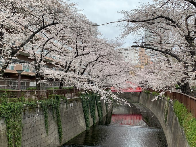 2021/03 目黒川　中の橋付近