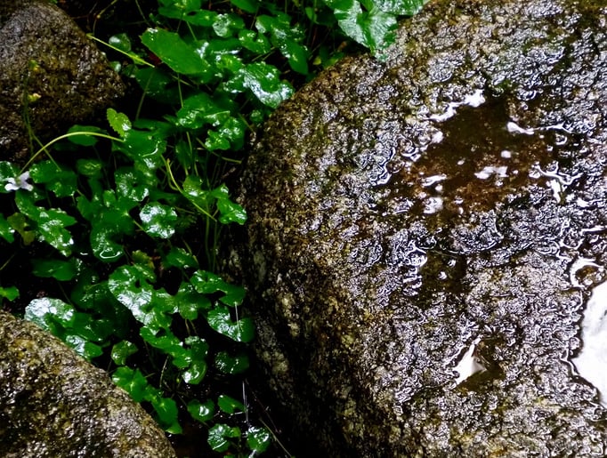 2020/07 目黒区「梅雨の庭先」　by @&@