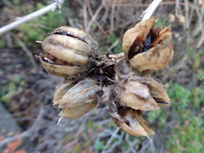 2022/12　マンサクの実　せいめいくん