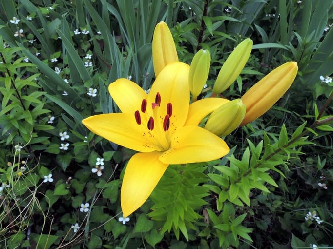 2016/06ユリ（油面公園）