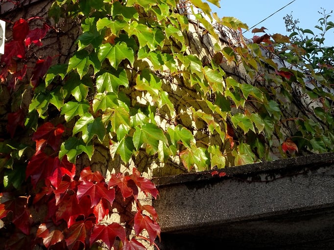 2019/11蔦の紅葉　中目黒公園付近　 by  @&@