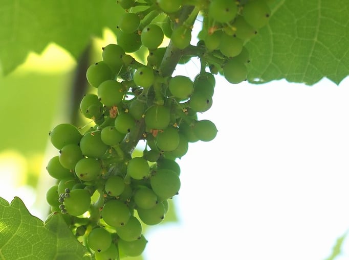 2023/7　ぶどう（中目黒公園）　せいめいくん