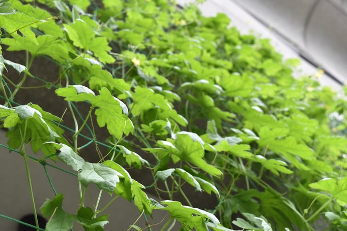 2017/08緑のカーテン（目黒区エコプラザ）