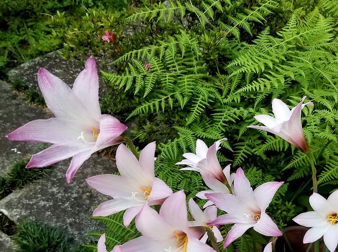 2022/7　ハブランサス　せいめいくん