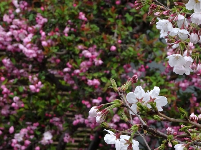 2019/04サクラとカイドウ（五本木２丁目） by @&@