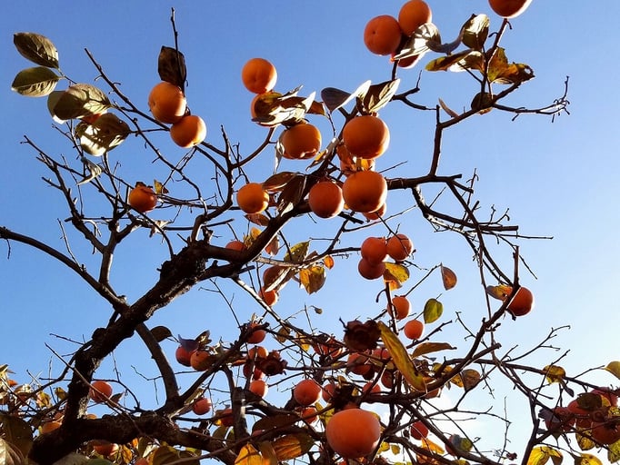 2018/12柿（五本木２丁目） by @&@