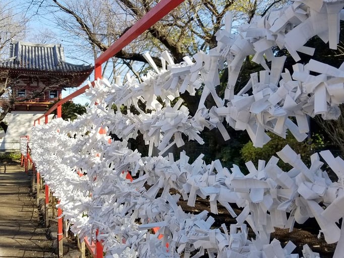 2023/1　おみくじ（目黒不動）　せいめいくん