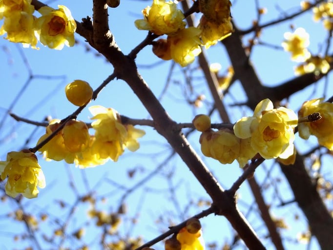 2023/1　ロウバイ（中目黒公園）　せいめいくん