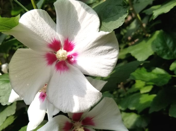 2022/8　ムクゲ　せいめいくん