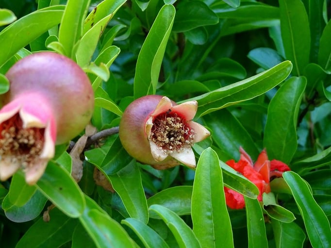 2018/06ザクロ（中目黒公園） by @&@