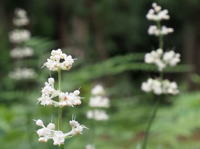 2023/8　ヤブミョウガ（林試の森公園）　せいめいくん