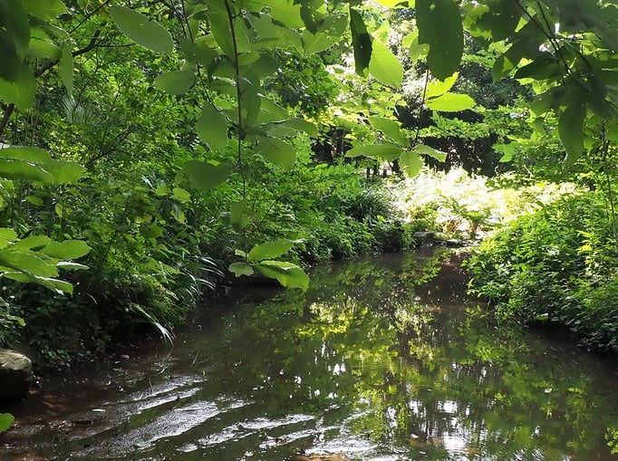 2023/8　林試の森のせせらぎ（林試の森公園）　せいめいくん