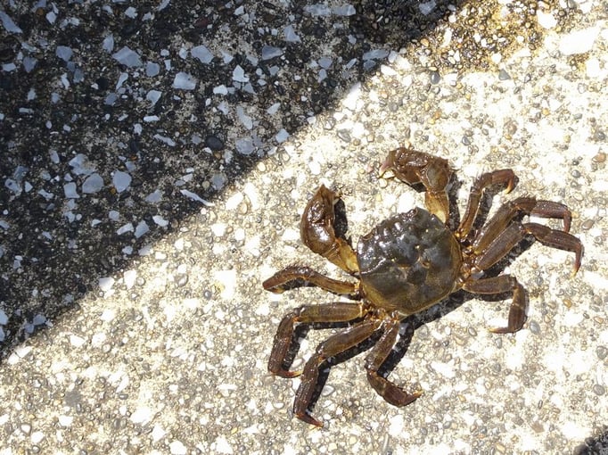 2022/06 モクズガニ 目黒川　by @&@