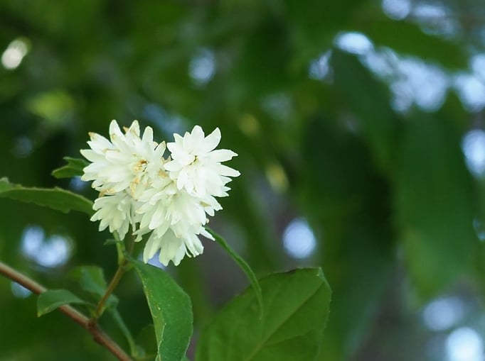 2023/6　ウツギ（中目黒公園）　せいめいくん