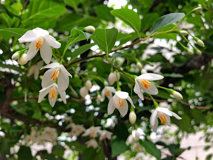 2021/05 エゴノキの花　中目黒駅付近