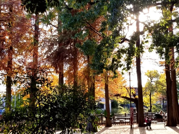 2022/11　秋の公園　せいめいくん