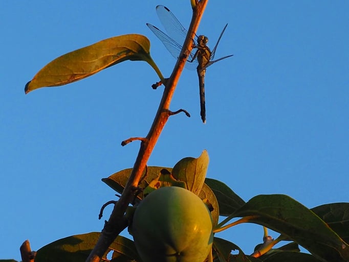 2020/09夏の終わり　by @&@