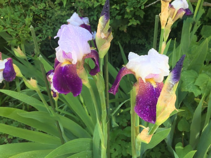 2021/05 蛇崩川緑道の菖蒲