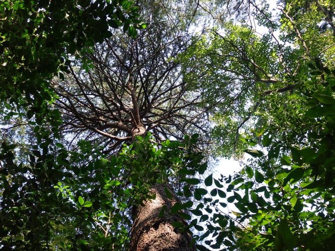 2020/10 見上げると　駒場野公園