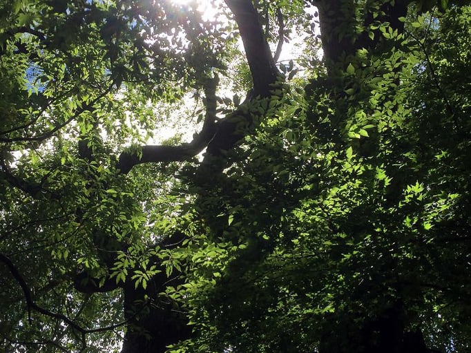 2021/08 夏日　中目黒しぜんとなかよし公園