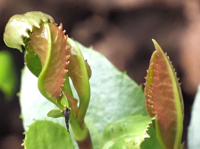 2023/4　銀杏　せいめいくん