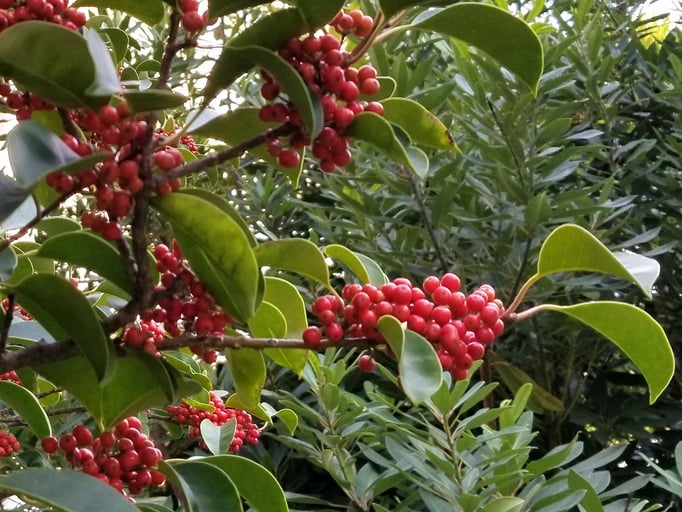 2018/11クロガネモチ（東山公園） by @&@