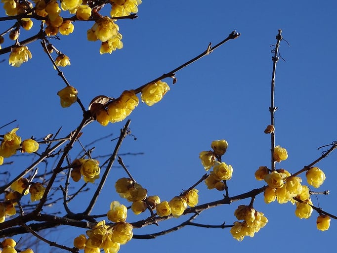 2023/1　ロウバイ（中目黒公園）　せいめいくん