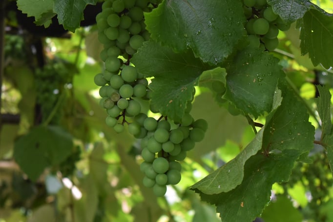 2021/06 ブドウ棚　中目黒公園