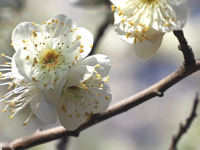 2023/2　白梅（油面公園）　せいめいくん