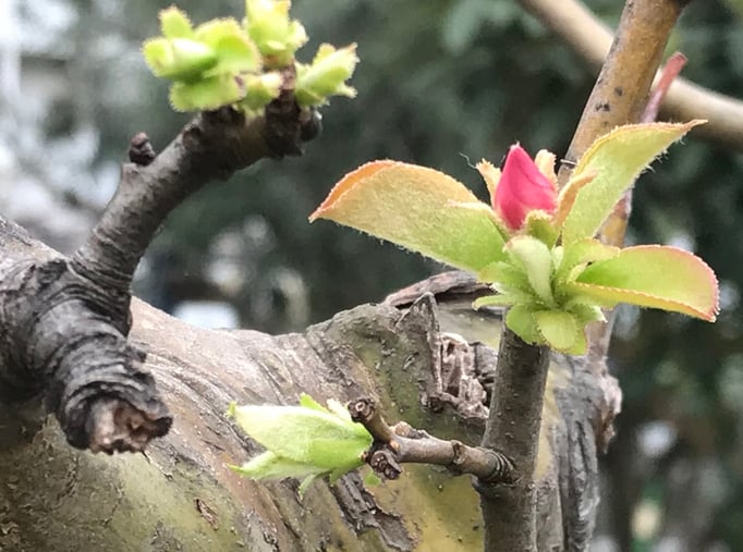 2020/03花梨の蕾（中目黒公園）