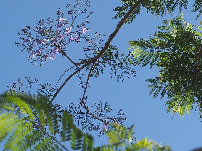 2023/5　ジャカランダ（中目黒公園）　せいめいくん