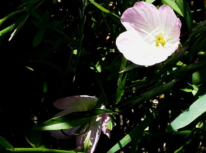 2023/7　月見草（中目黒公園）　せいめいくん