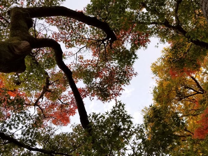 2022/11　秋の公園　せいめいくん