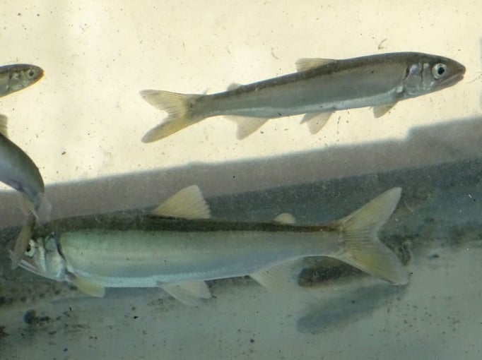 2022/06 鮎 目黒川　by @&@