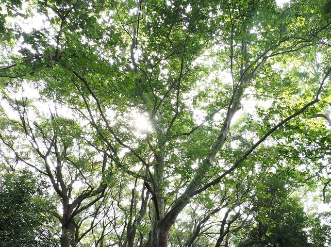 2023/9　こもれび（林試の森公園）　せいめいくん