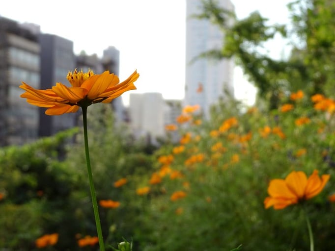 2022/9　キバナコスモス　せいめいくん